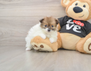5 week old Pomeranian Puppy For Sale - Premier Pups