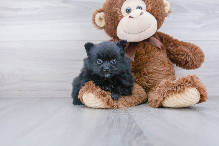 Petite Pomeranian Purebred Puppy