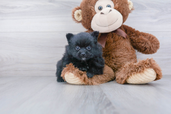 Petite Pomeranian Purebred Puppy