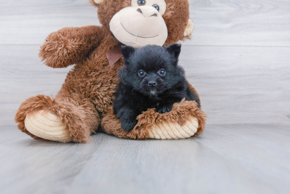 Pomeranian Pup Being Cute