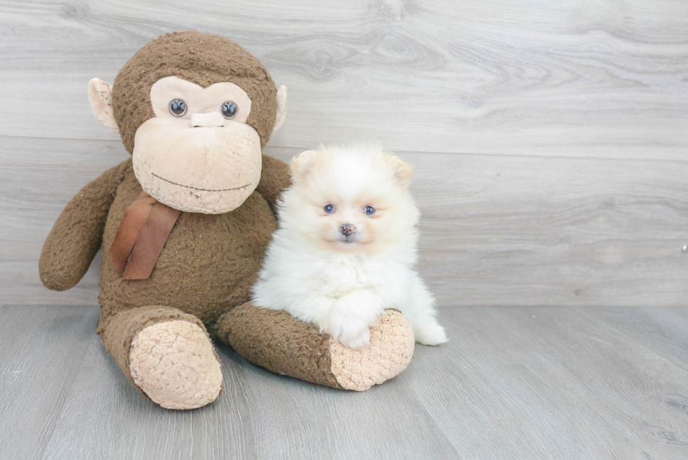 Adorable Pomeranian Purebred Puppy