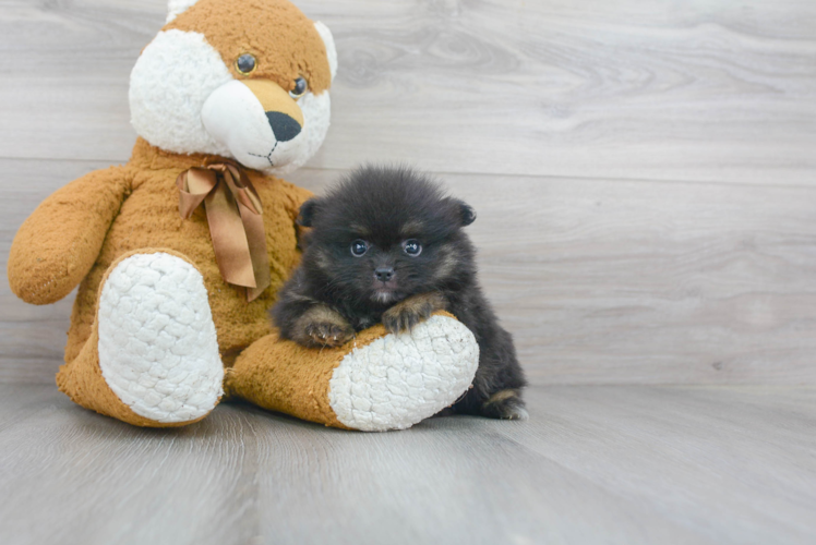 Pomeranian Pup Being Cute