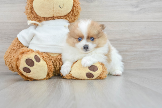 Pomeranian Pup Being Cute