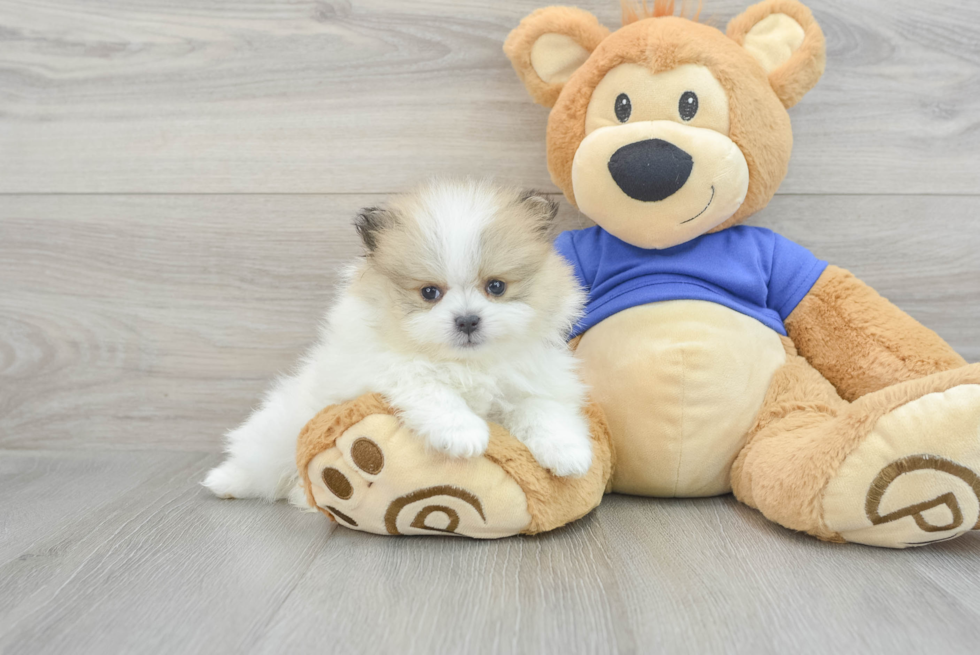 Pomeranian Puppy for Adoption