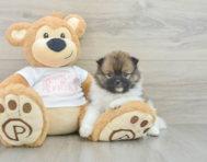 6 week old Pomeranian Puppy For Sale - Premier Pups