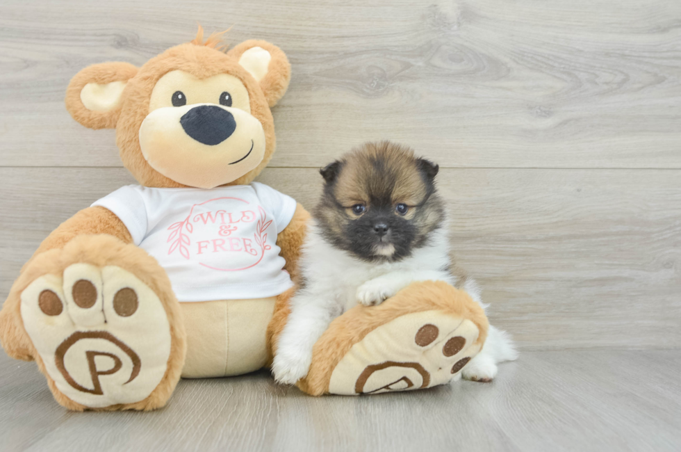 5 week old Pomeranian Puppy For Sale - Premier Pups