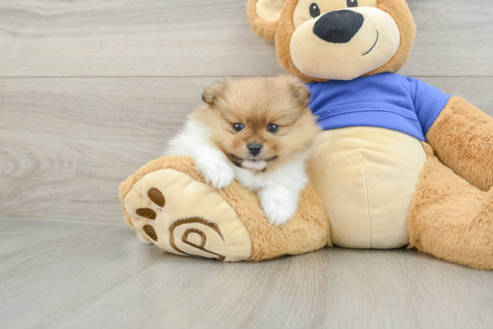 Popular Pomeranian Baby