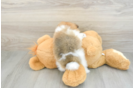 Adorable Deutscher Spitz Purebred Puppy