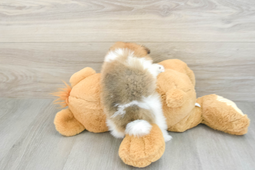 Adorable Deutscher Spitz Purebred Puppy