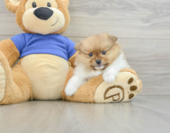 7 week old Pomeranian Puppy For Sale - Premier Pups