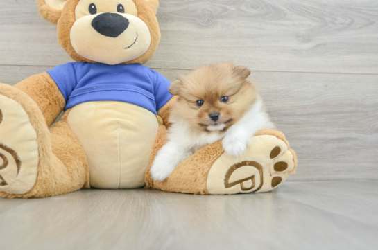 Fluffy Loulou Purebred Puppy