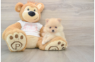 Pomeranian Puppy for Adoption