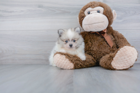 Funny Pomeranian Purebred Pup