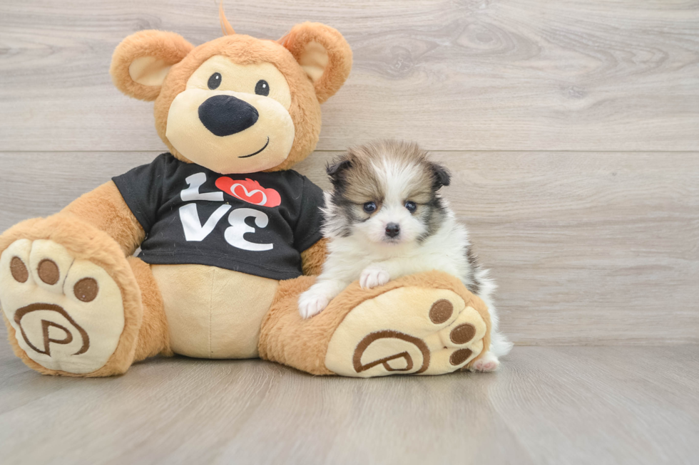 Pomeranian Puppy for Adoption