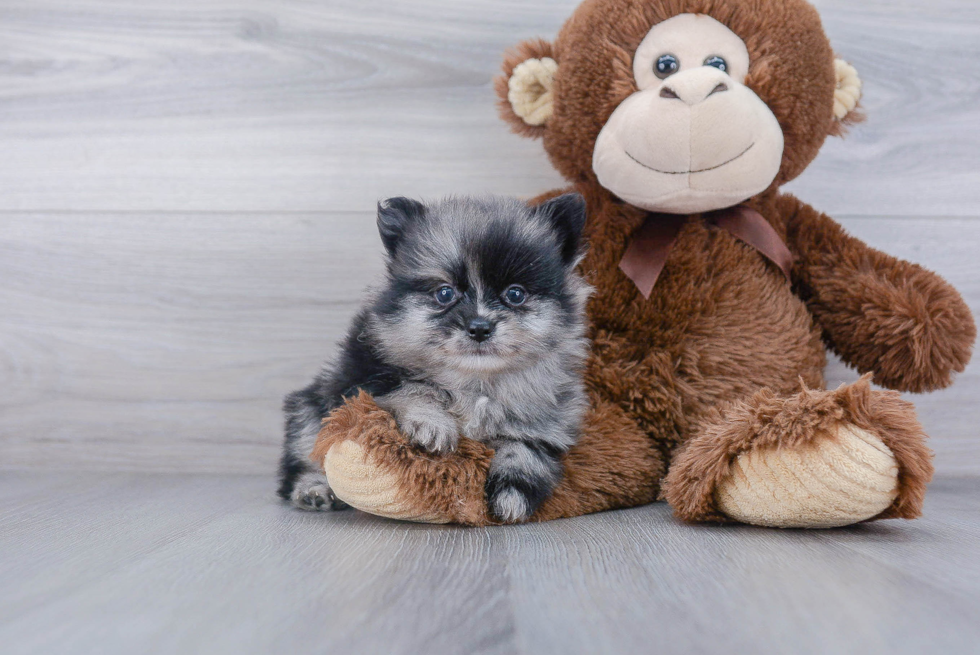 Funny Pomeranian Purebred Pup