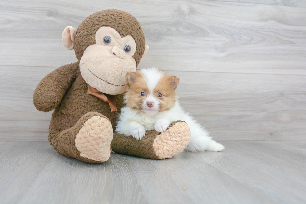 Fluffy Pomeranian Purebred Puppy