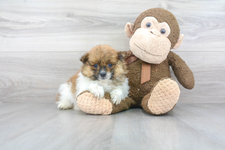 Pomeranian Puppy for Adoption