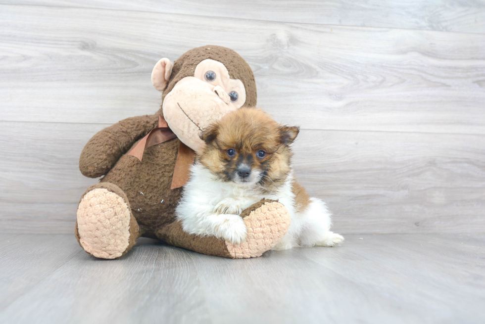 Playful Pomeranian Purebred Pup