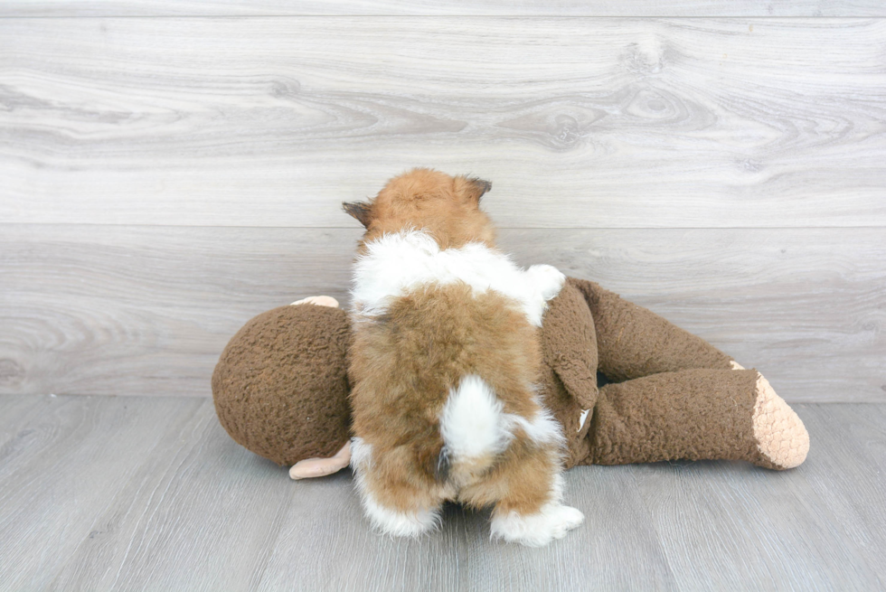 Funny Pomeranian Baby
