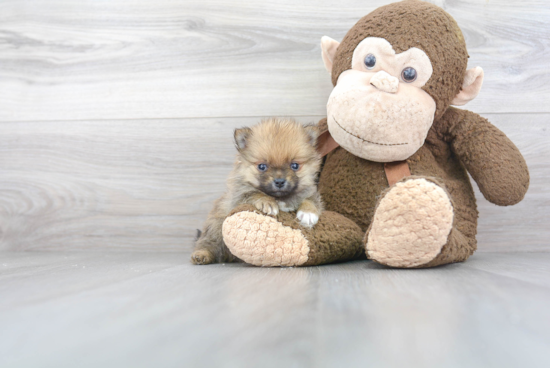 Playful Pomeranian Baby