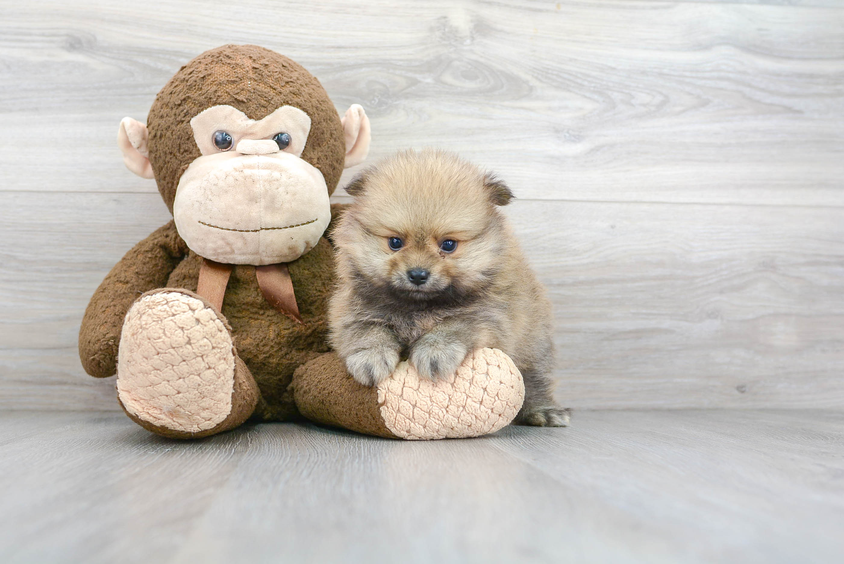 Pomeranian Puppy for Adoption