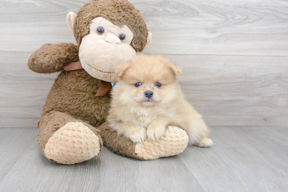 Smart Pomeranian Purebred Puppy