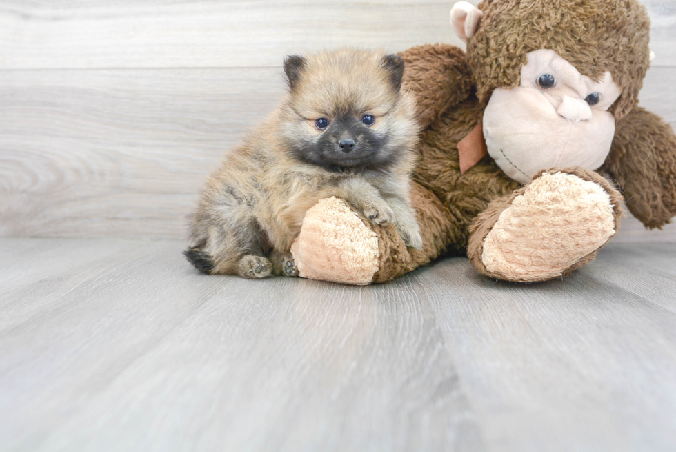 Cute Pomeranian Purebred Puppy