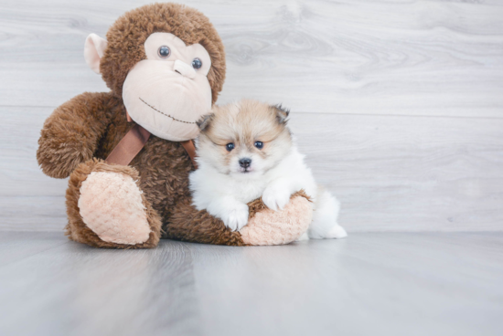 Smart Pomeranian Purebred Puppy