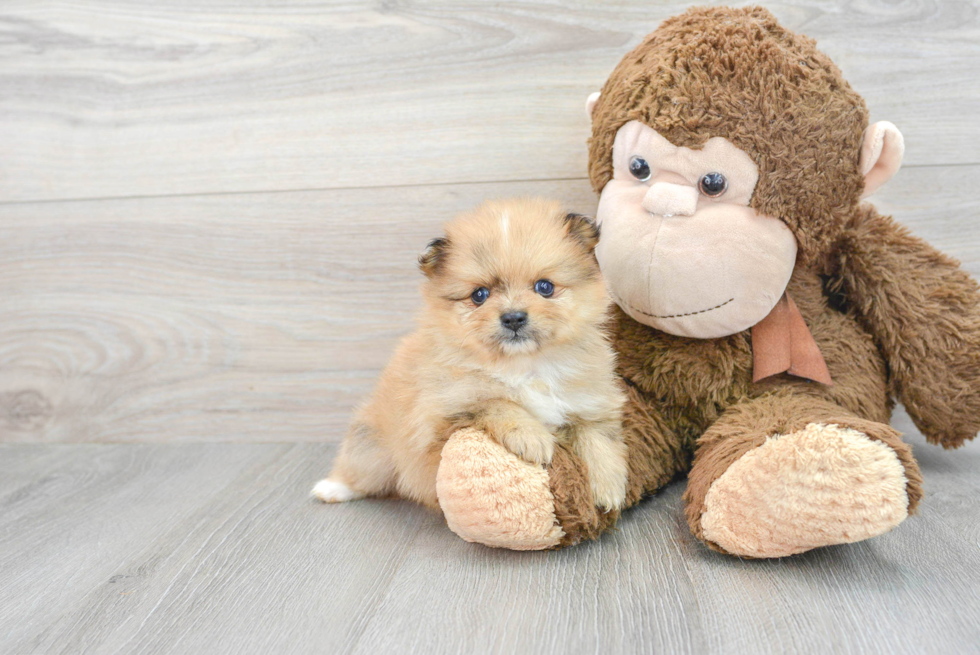 Friendly Pomeranian Purebred Pup