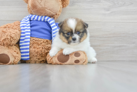 Small Pomeranian Purebred Pup