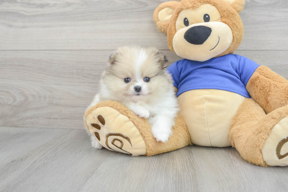 Best Pomeranian Baby