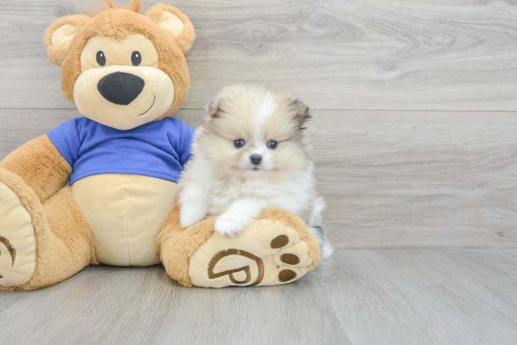 Best Pomeranian Baby