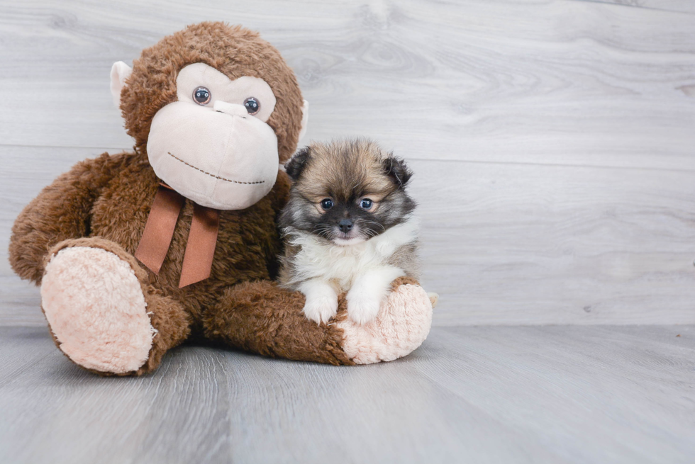 Adorable Pomeranian Purebred Puppy