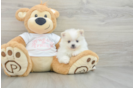 Pomeranian Puppy for Adoption