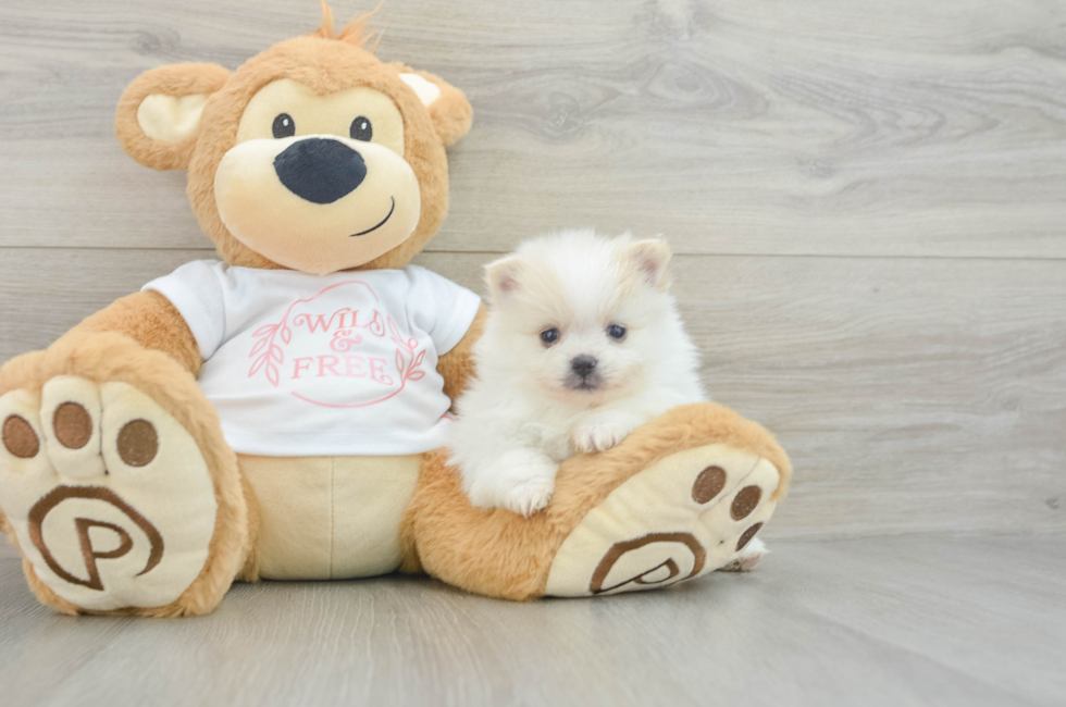 5 week old Pomeranian Puppy For Sale - Premier Pups