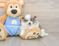 8 week old Pomeranian Puppy For Sale - Premier Pups