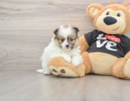 6 week old Pomeranian Puppy For Sale - Premier Pups
