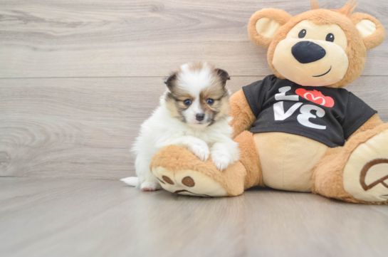 Popular Pomeranian Purebred Pup