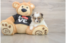 Best Pomeranian Baby
