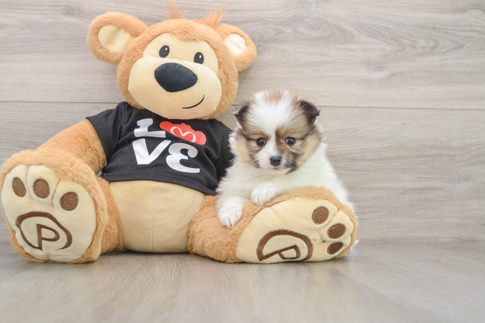 Best Pomeranian Baby