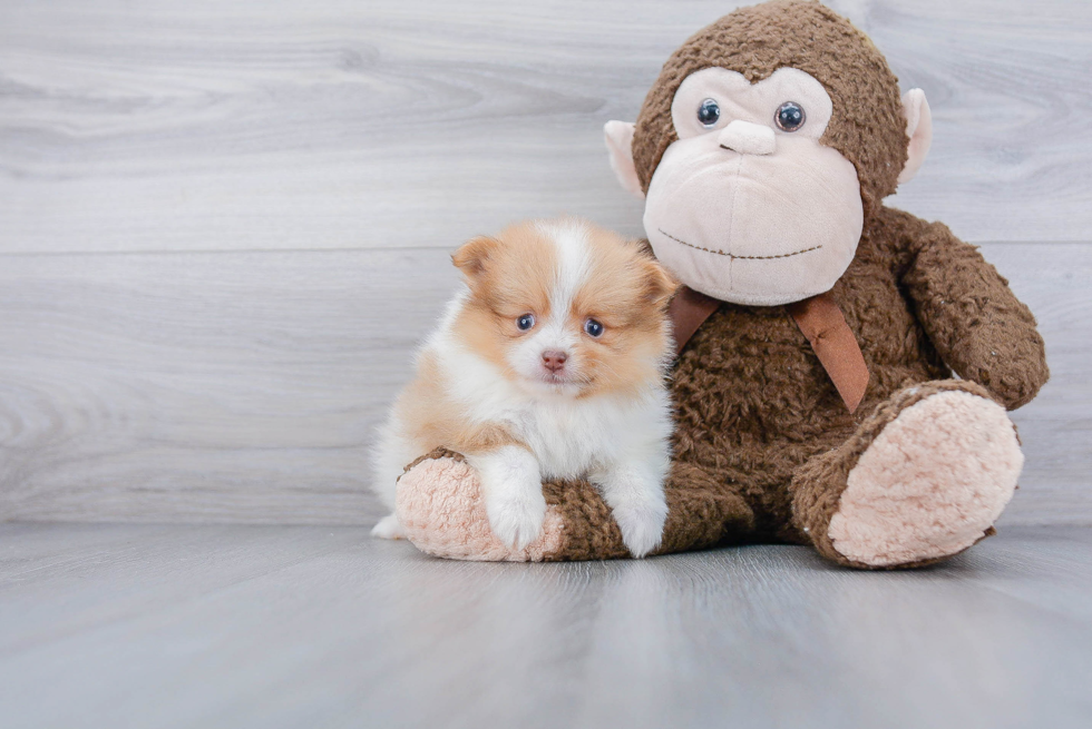 Smart Pomeranian Purebred Puppy