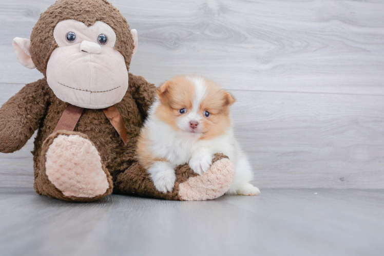 Pomeranian Pup Being Cute