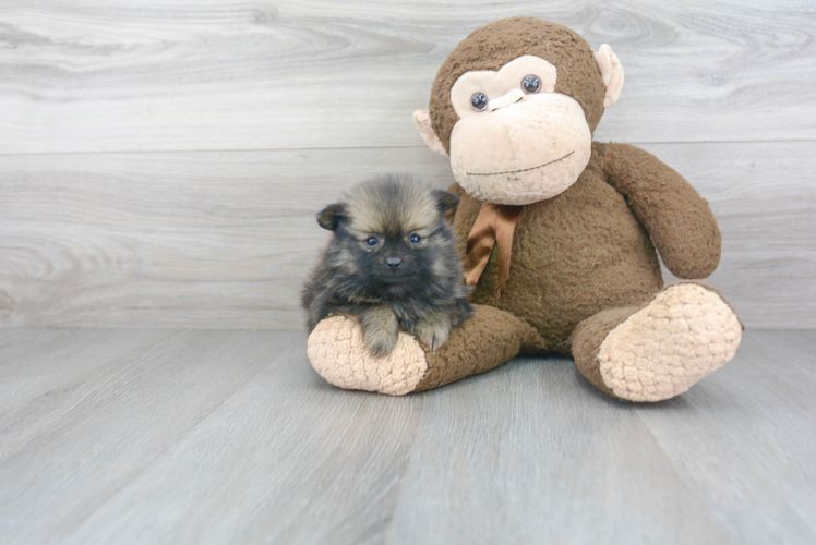 Pomeranian Puppy for Adoption
