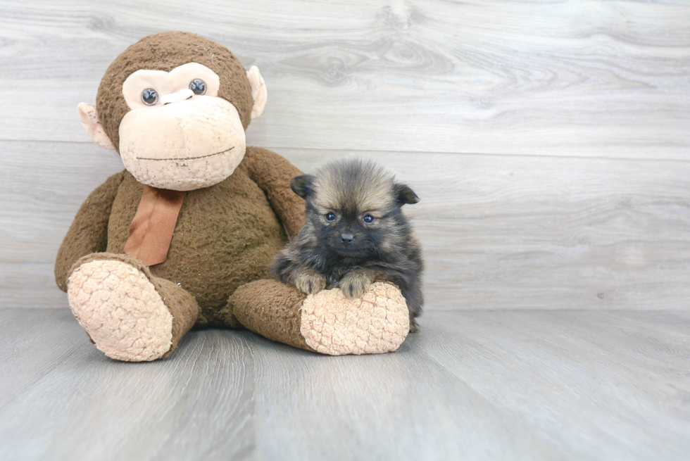 Petite Pomeranian Purebred Puppy