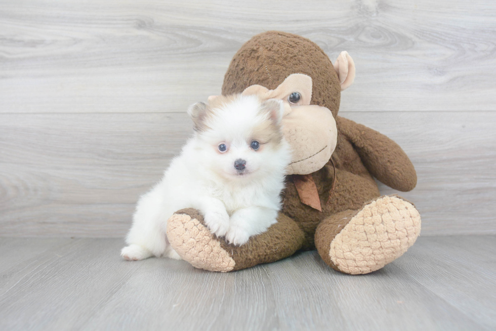 Fluffy Pomeranian Purebred Puppy