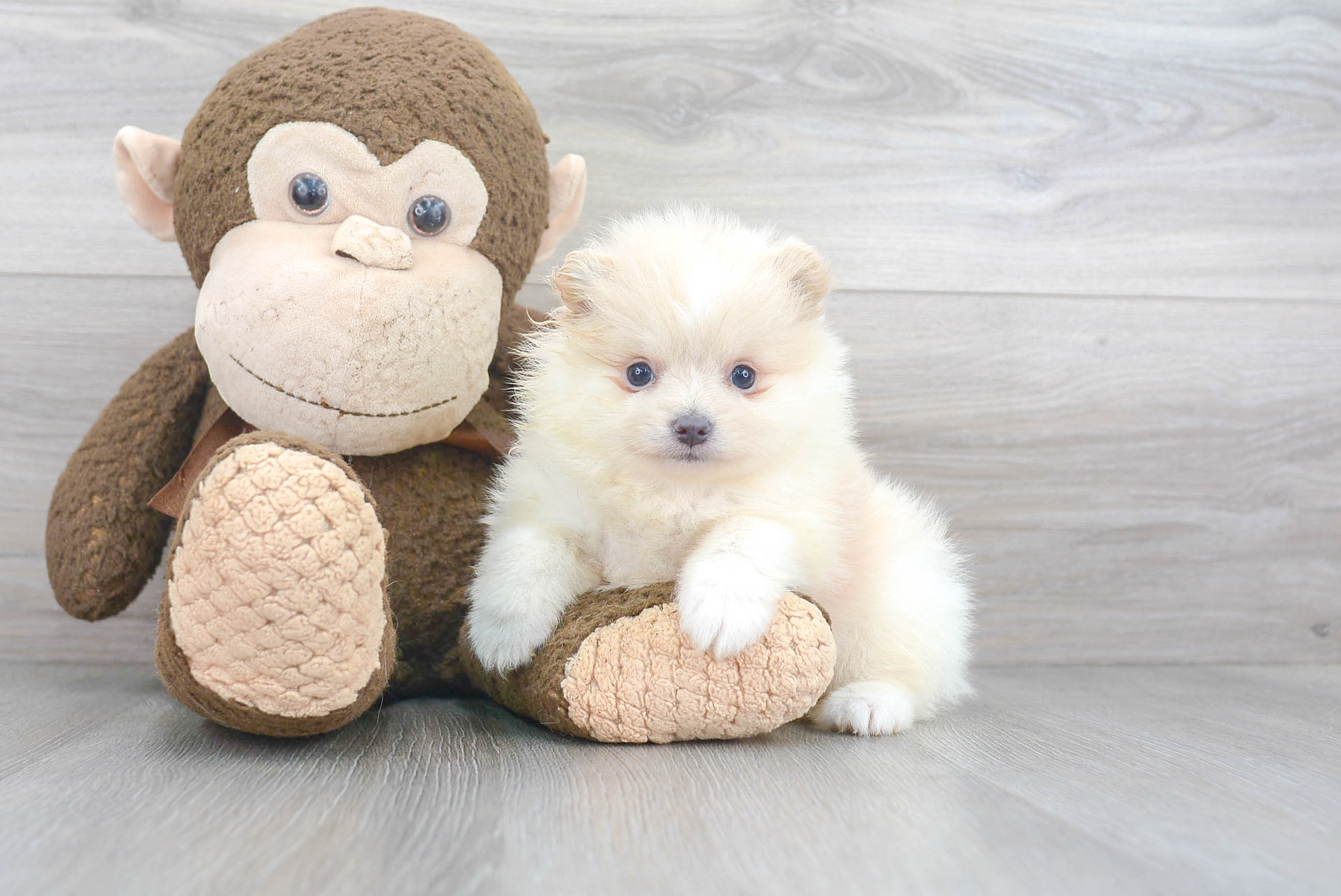 Popular Pomeranian Baby