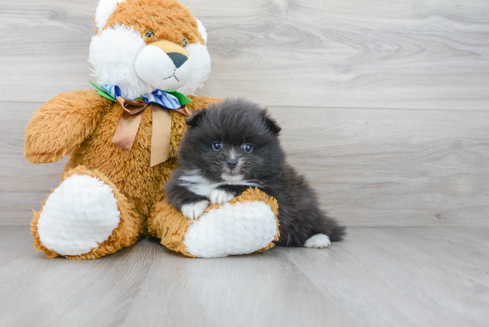 Popular Pomeranian Baby