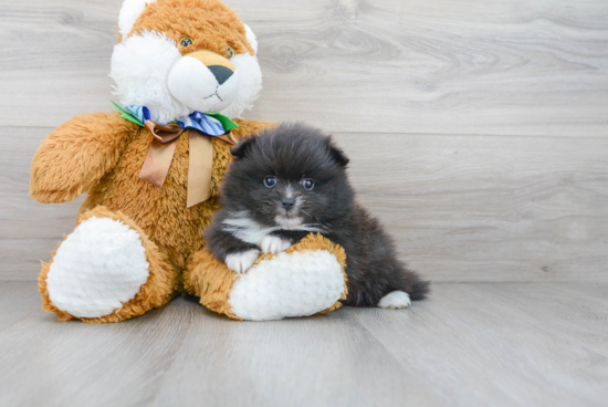 Popular Pomeranian Baby