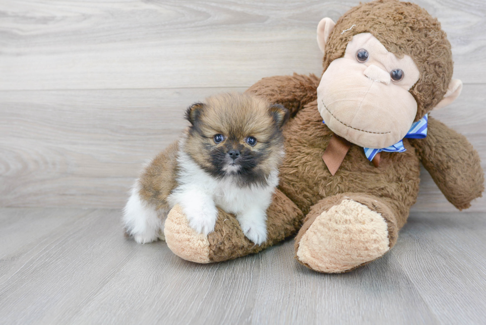 Cute Pomeranian Purebred Puppy