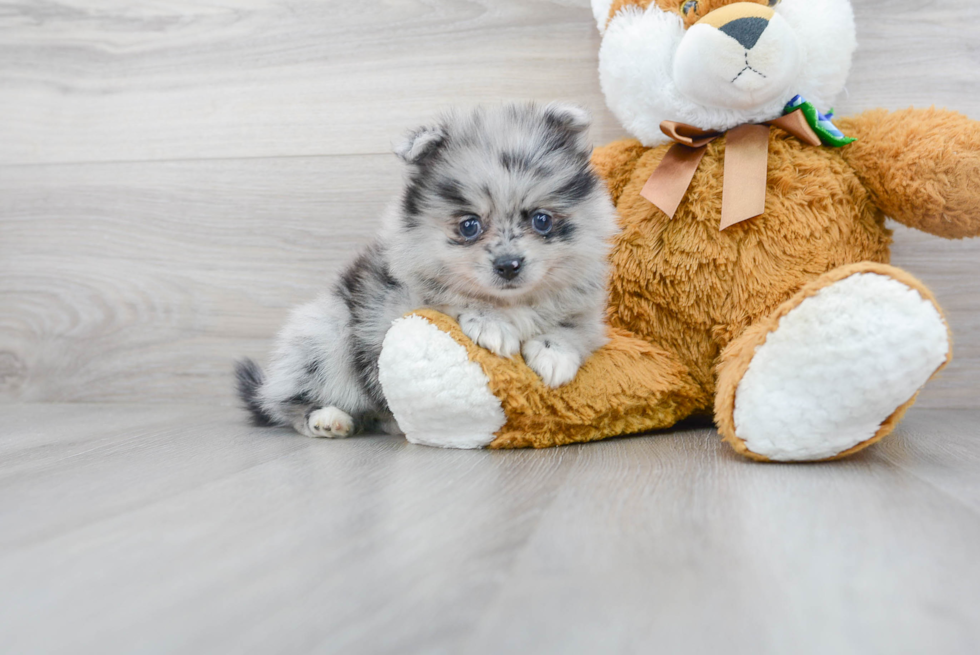 Pomeranian Pup Being Cute